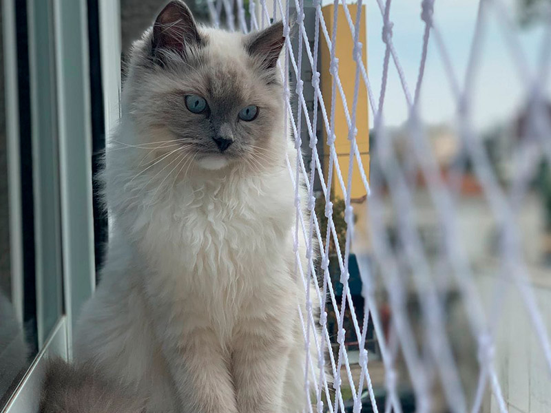 Gato Ragdoll observando pela janela de apartamento em Curitiba com rede de proteção branca instalada pela Âncora